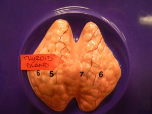 vitamin C and thyroid medication