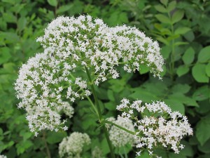 natural remedies for ADHD in children