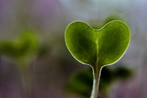 natural cures for autism