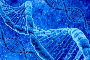probiotics and obesity